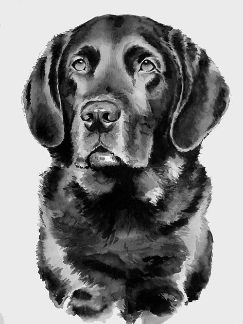 Black and white ink portrait of a Flat-Coated Retriever