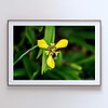 THE ONE - WILDLIFE & NATURE - "The Yellow" - LIMITED EDITION 3 of 5