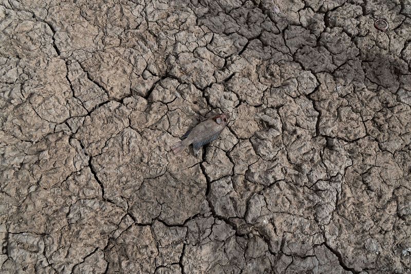 Heatwave impact at Sanjay Lake