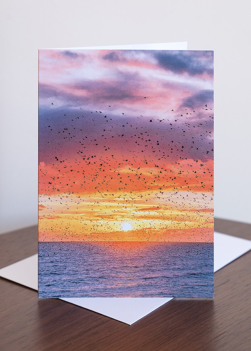Brighton Starling Murmuration Greeting Cards (6 pack)