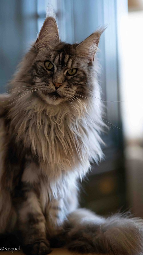 Portrait de Pastilla, chat Maine Coon, photographié en lumière naturelle à Carqueiranne.