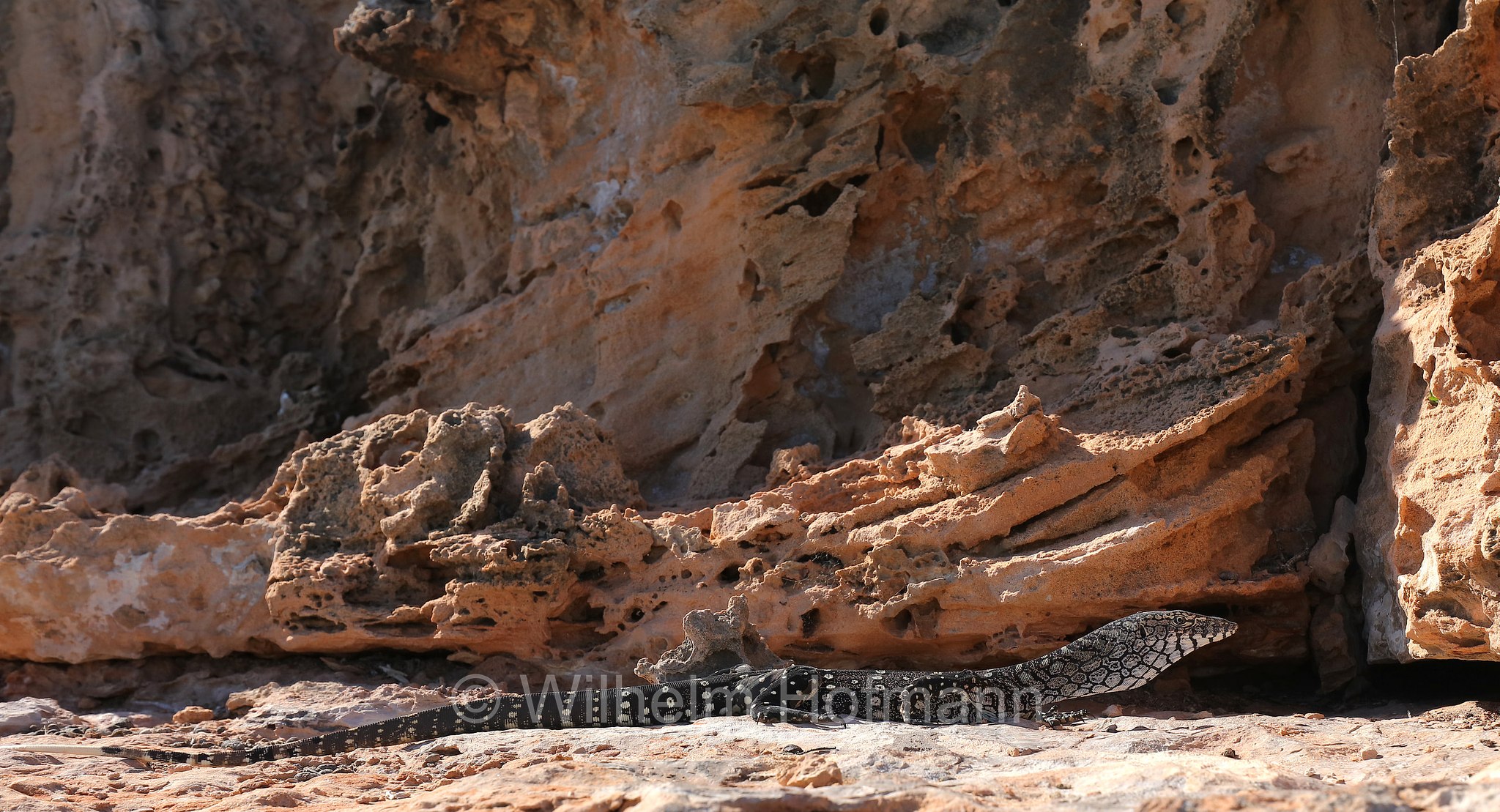 Varanus giganteus, perentie, Riesenwaran, varano gigante, Perentie, Ningaloo Coast, Coral Bay, Costa di Ningaloo, Western Australia, Westaustralien, Australia Occidentale, Australia, Australien