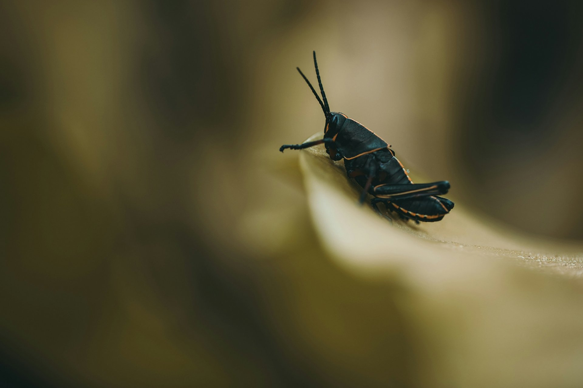 picture of macro photography