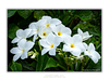 THE ONE - WILDLIFE & NATURE - "White Plumeria" - LIMITED EDITION 5 of 5