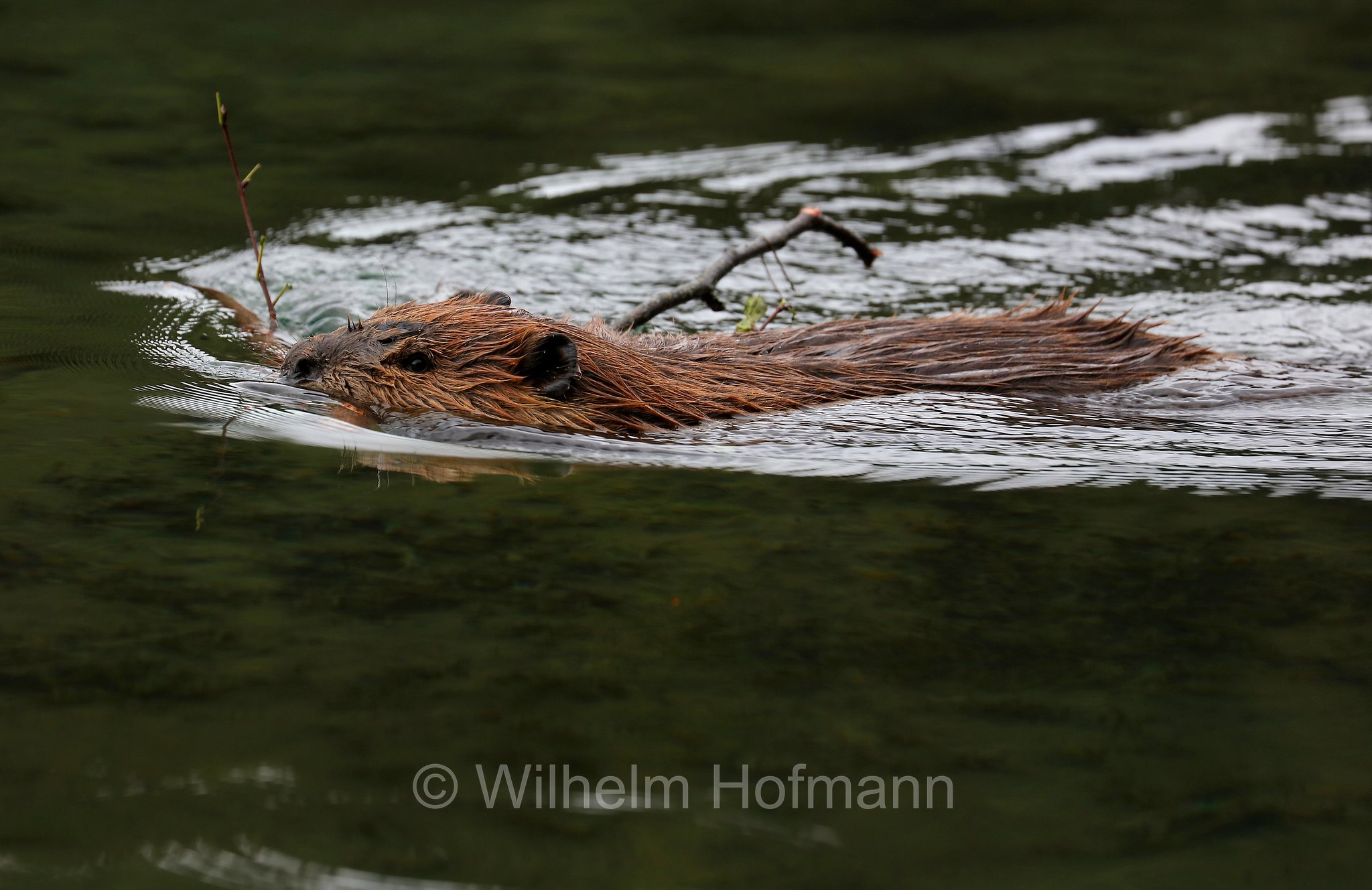 Castor canadensis, North American Beaver, American beaver, Canadian beaver, Kanadische Biber, Amerikanische Biber, castoro americano, Horseshoe Lake, Denali National Park, Denali National Park and Preserve, Denali-Nationalpark, Parco nazionale del Denali, Alaska, USA
