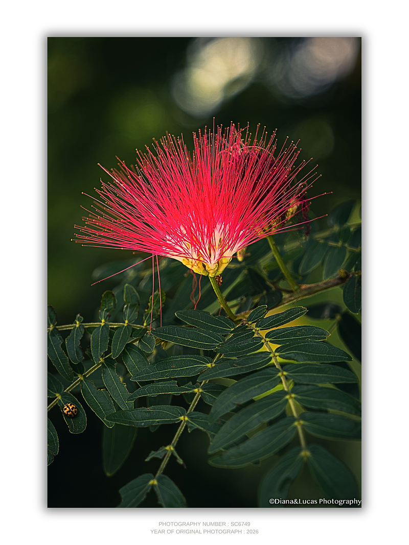 THE ONE - WILDLIFE & NATURE - "Puff Flower" - LIMITED EDITION 5 of 5