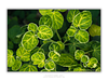 THE ONE - WILDLIFE & NATURE - "Leaf Radiance" - LIMITED EDITION 5 of 5