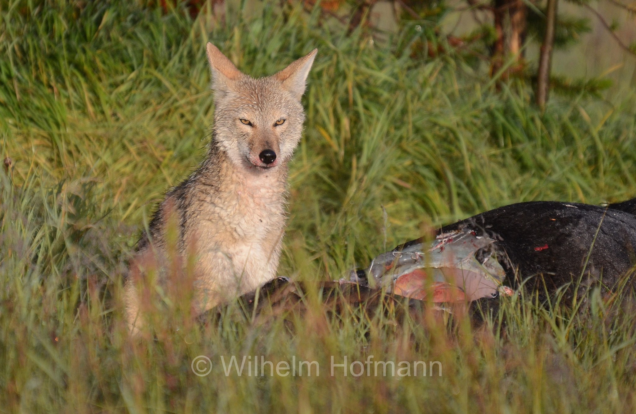 Canis latrans, coyote, American jackal, prairie wolf, brush wolf, Kojote, Präriewolf, Steppenwolf, coiote, lupo delle praterie, Solfatara Plateau, Yellowstone National Park, Yellowstone-Nationalpark﻿, parco nazionale di Yellowstone, Wyoming, USA