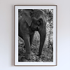 COLLECTION - GIANTS OF THE LAND VERTICAL - "What Skin Remembers" - LIMITED EDITION 5 of 5