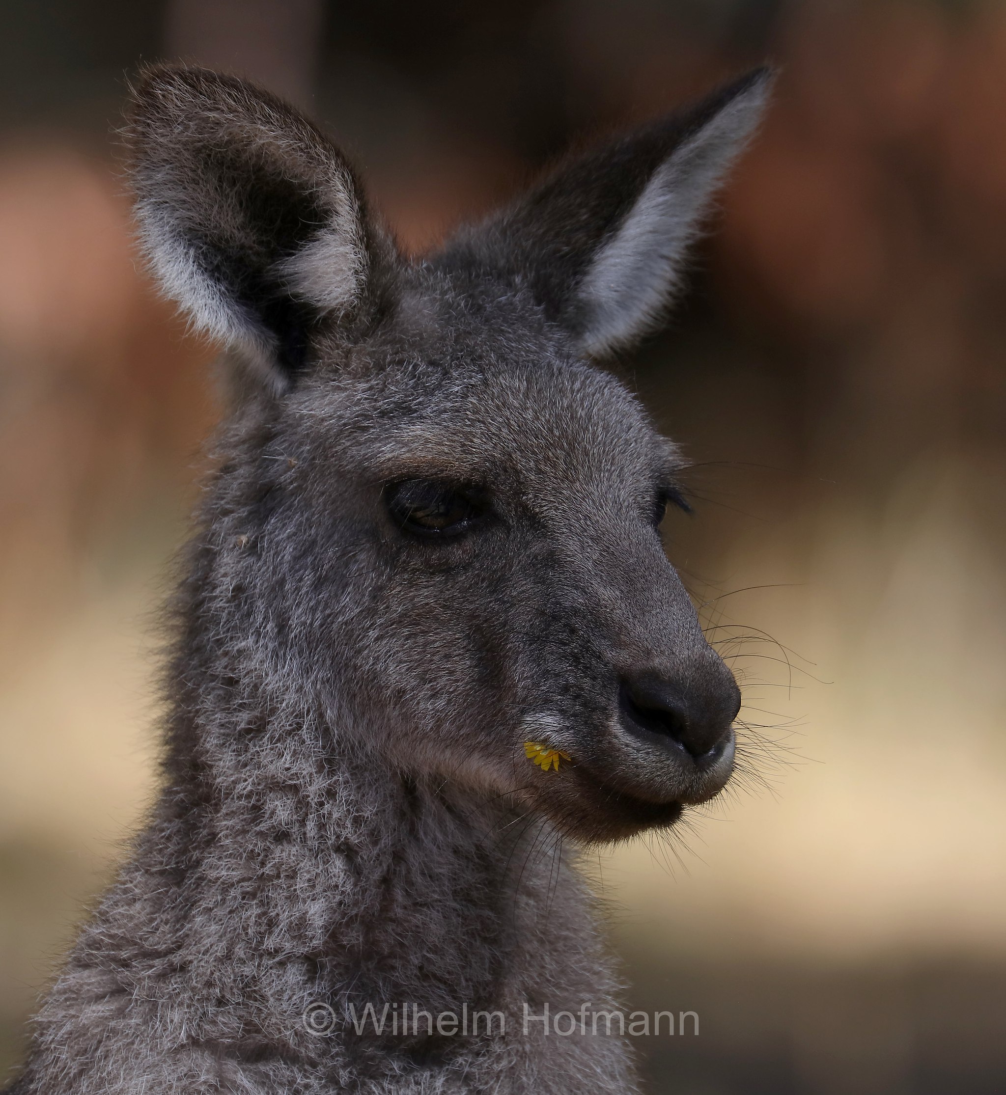 eastern grey kangaroo, gigantic large-foot, great grey kangaroo, forester kangaroo, Östliches Graues Riesenkänguru, canguro grigio orientale, Macropus giganteus, Halls Gap, Grampians National Park, Grampians-Nationalpark, Parco nazionale Grampians, Victoria, Australia, Australien