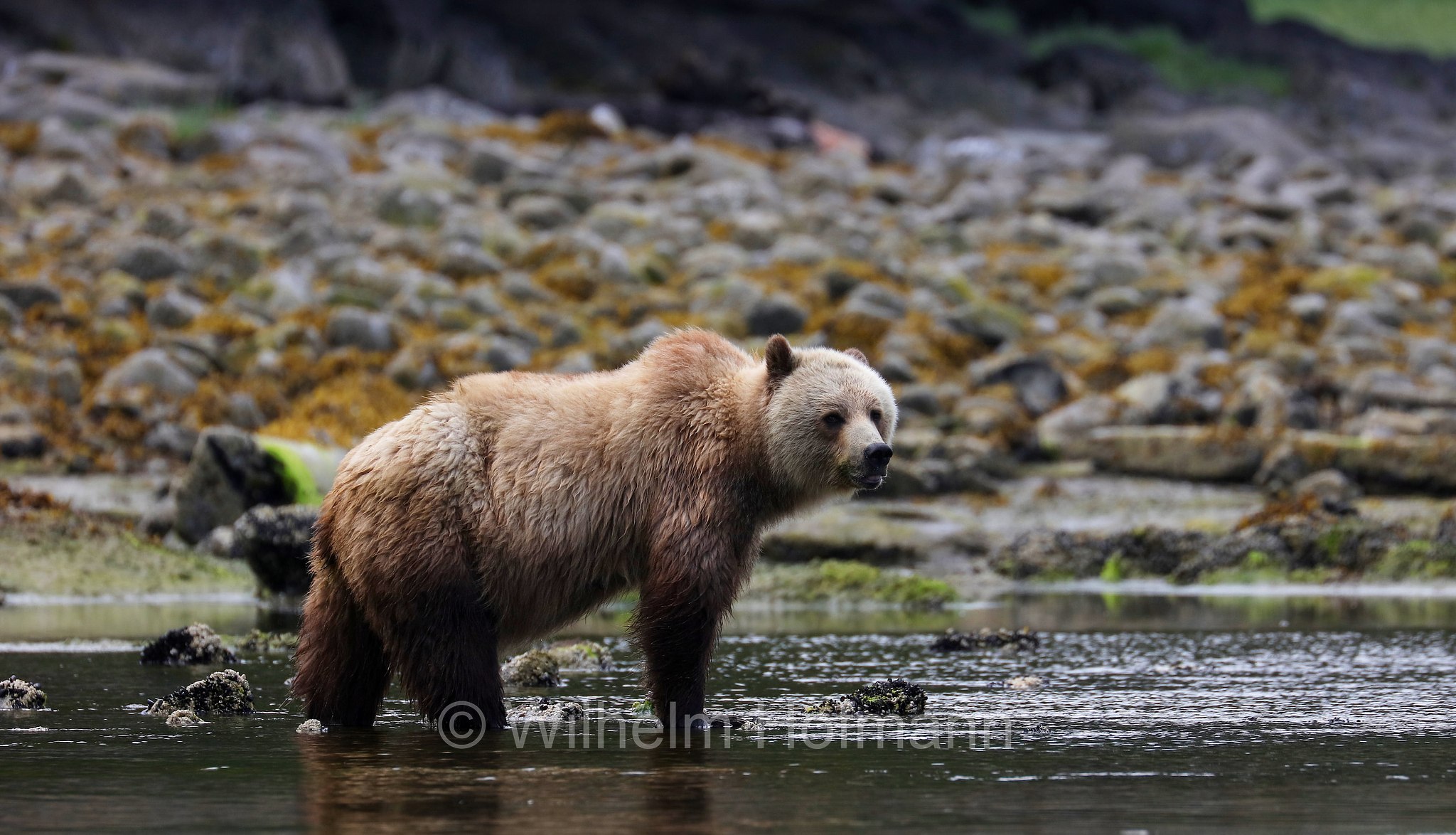 Ursus arctos horribilis, grizzly bear, grizzly, North American brown bear, Grizzlybär, Graubär, orso grizzly, grizzly, orso grigio, Knight Inlet, Glendale Cove, British Columbia, Columbia Britannica, Canada, Kanada