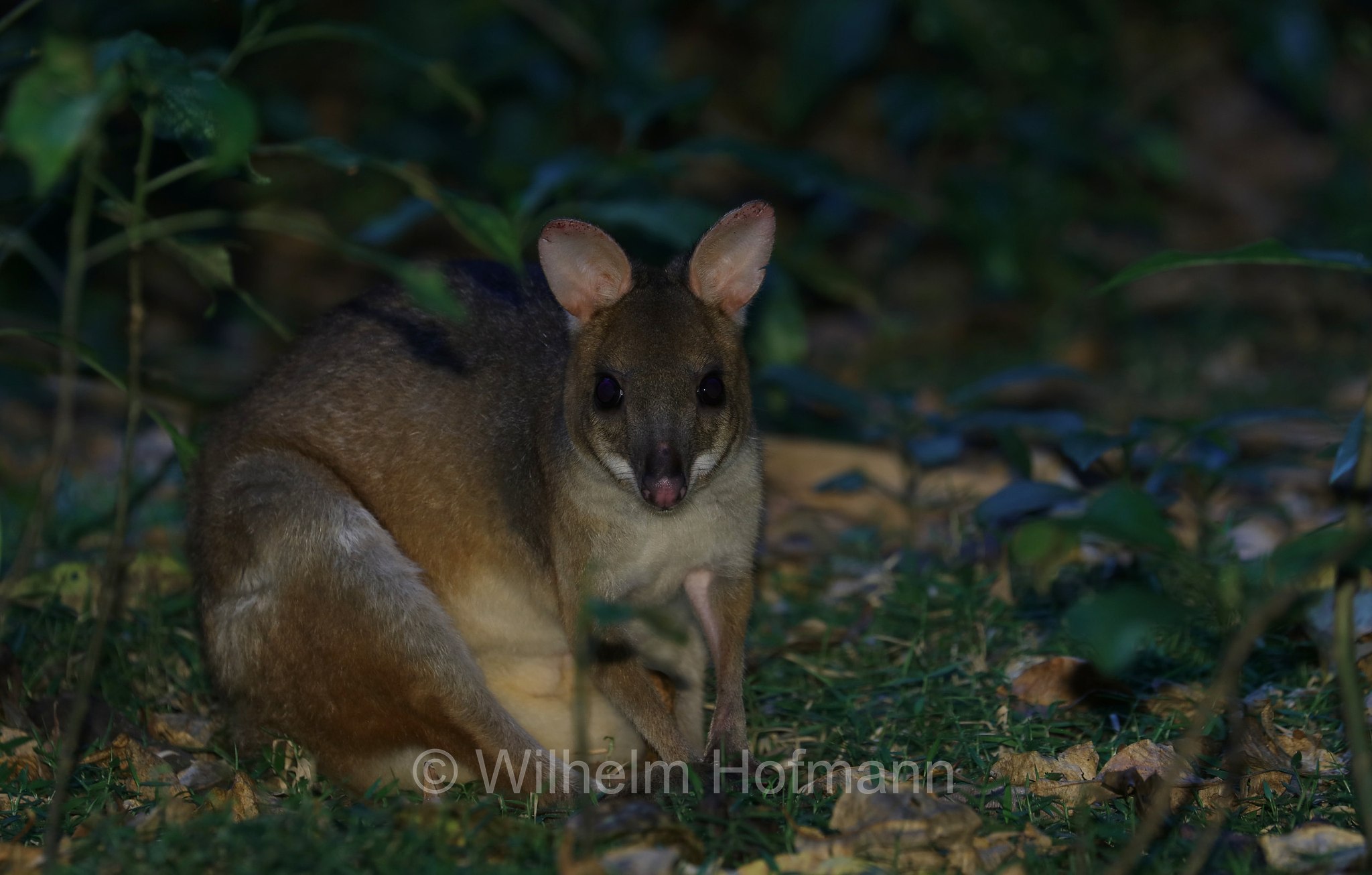 Thylogale stigmatica, red-legged pademelon, Rotbeinfilander, pademelon dalle zampe rosse, Crater Lakes National Park, Crater-Lakes-Nationalpark, Queensland, Australia, Australien