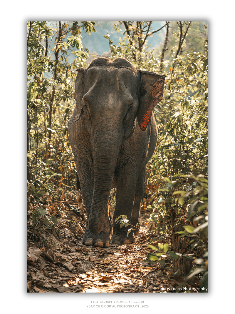 COLLECTION - GIANTS OF THE LAND VERTICAL - "Good Light" - LIMITED EDITION 10 of 10