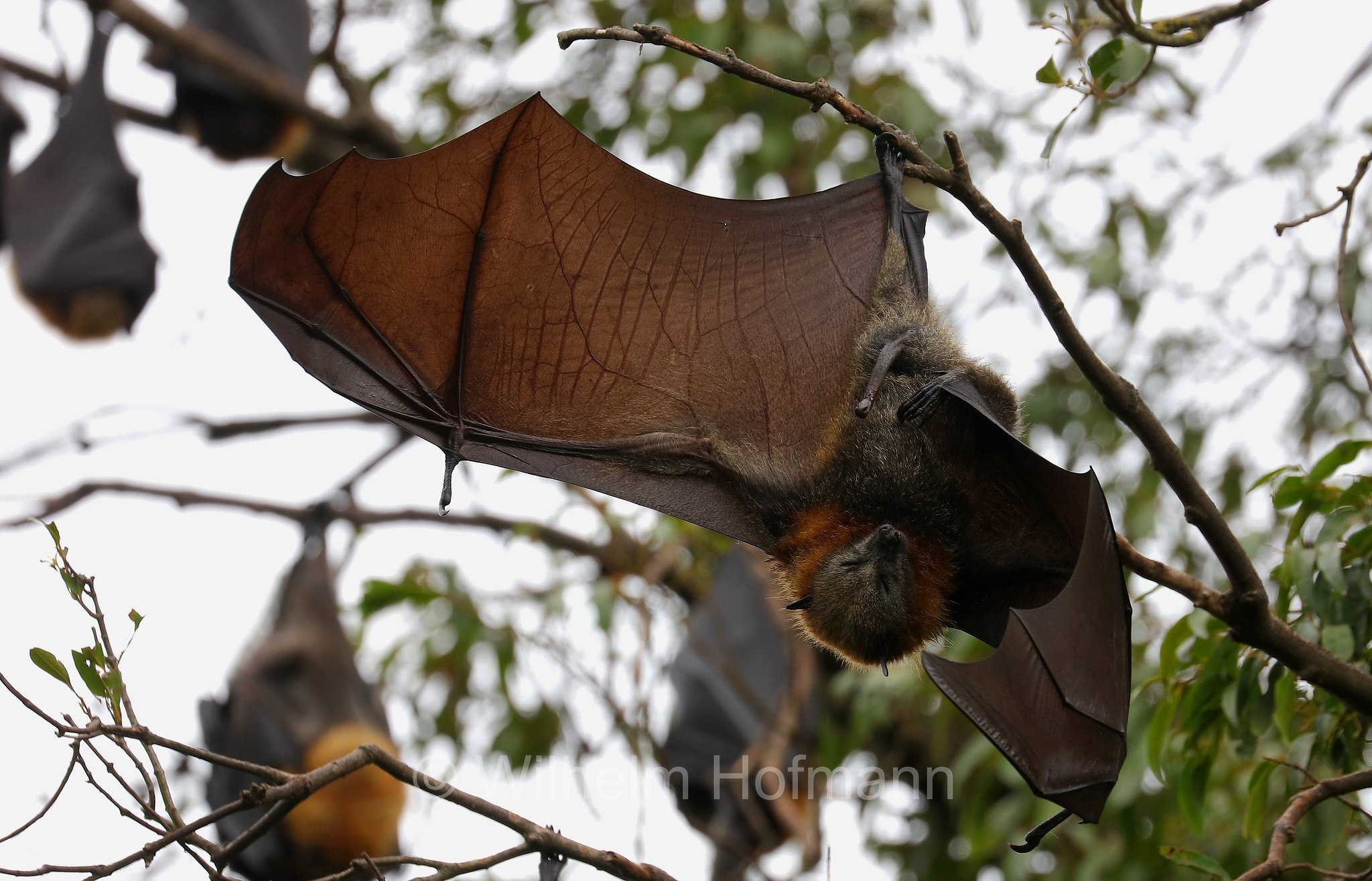 grey-headed flying fox, Graukopf-Flughund, volpe volante dalla testa grigia, Pteropus poliocephalus, Colac Botanic Gardens, Victoria, Australia, Australien