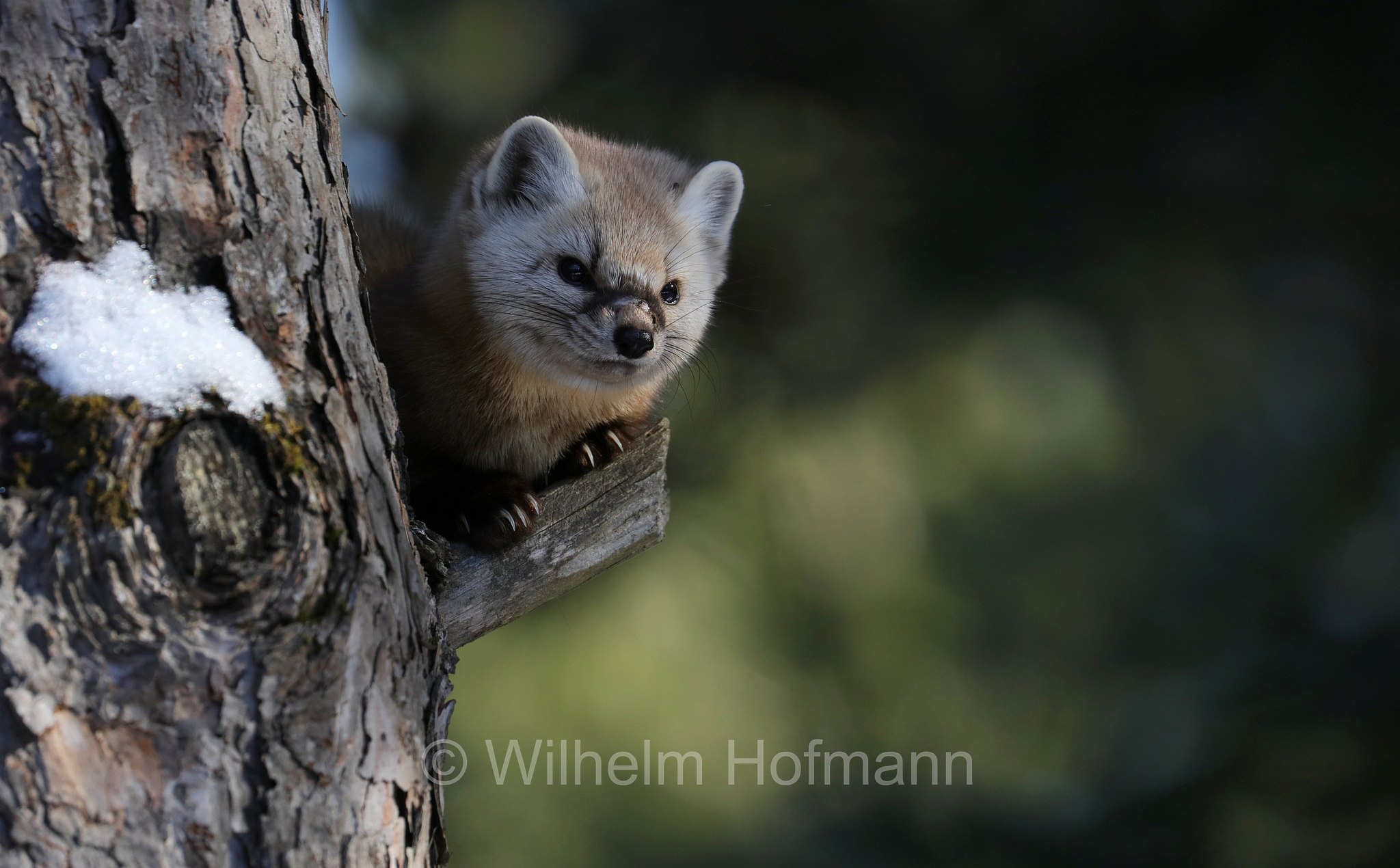 Martes americana, American marten, American pine marten, pine marten, Fichtenmarder, martora americana, Mew Lake Campground, Algonquin Provincial Park, Parco provinciale di Algonquin, Ontario, Canada, Kanada