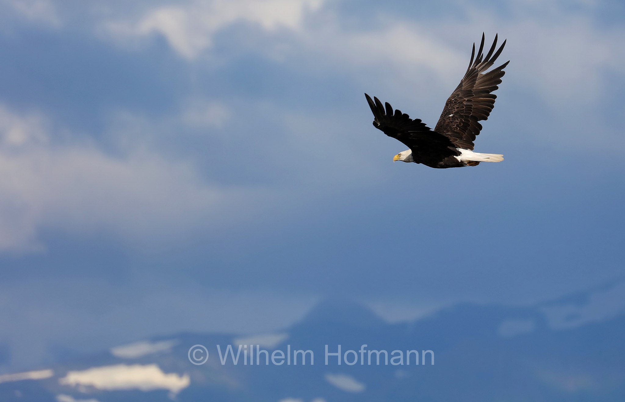 Haliaeetus leucocephalus, bald eagle, Weißkopfseeadler, aquila di mare testabianca, aquila calva, Homer Spit, Kachemak Bay, Kenai Peninsula, Kenai-Halbinsel, Penisola di Kenai, Alaska, USA