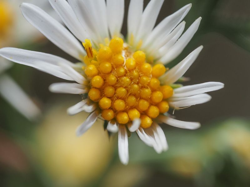 Pretty Flowers
