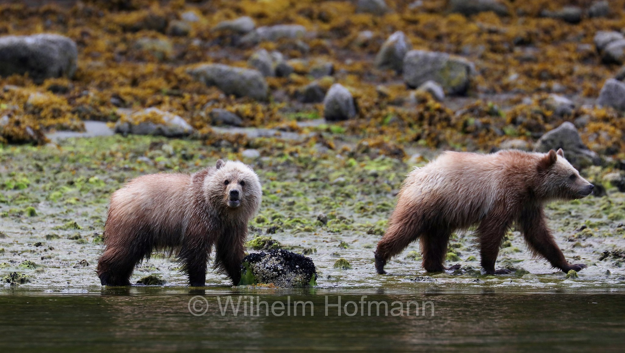 Ursus arctos horribilis, grizzly bear, grizzly, North American brown bear, Grizzlybär, Graubär, orso grizzly, grizzly, orso grigio, Knight Inlet, Glendale Cove, British Columbia, Columbia Britannica, Canada, Kanada