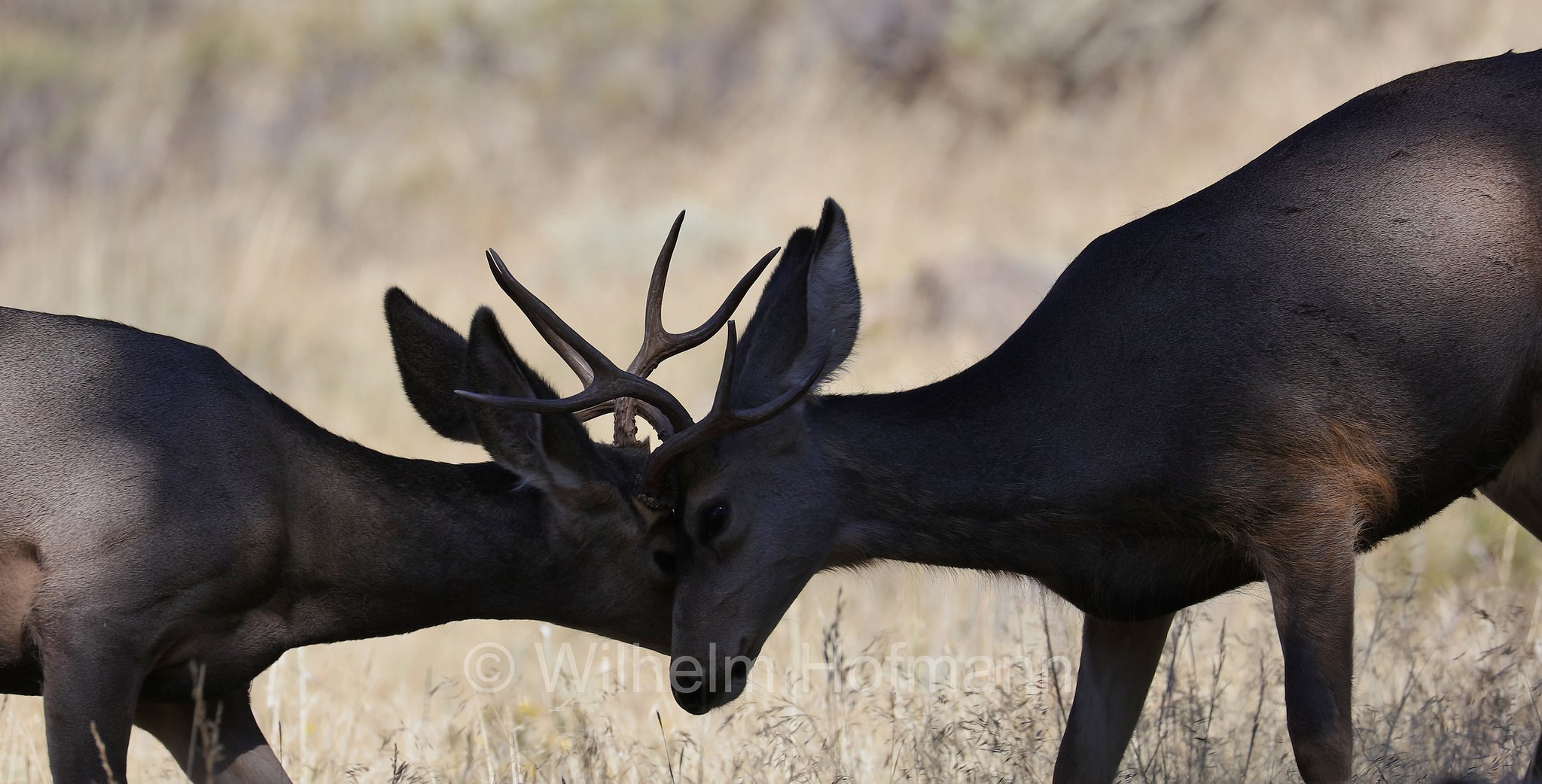 Odocoileus hemionus hemionus, Rocky Mountain Mule Deer, Rocky-Mountain-Maultierhirsch, cervo mulo delle Rocciose, ﻿﻿Beaver Meadows, Rocky Mountain National Park, ﻿Rocky-Mountain-Nationalpark, parco nazionale delle Montagne Rocciose, Colorado, USA