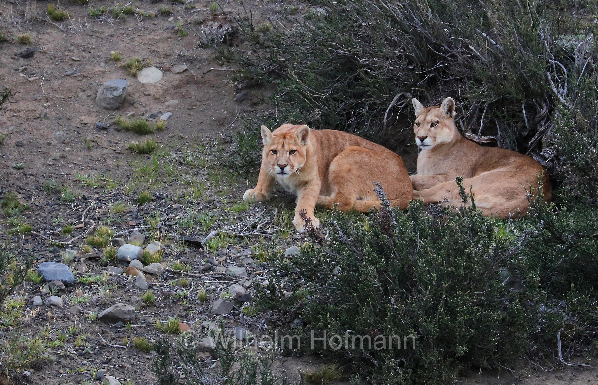 cougar, puma, mountain lion, catamount, panther, Puma, Berglöwe, Silberlöwe, Kuguar, puma, coguaro, leone di montagna, Puma concolor, Torres del Paine National Park, Patagonia, Patagonien, Chile, Cile