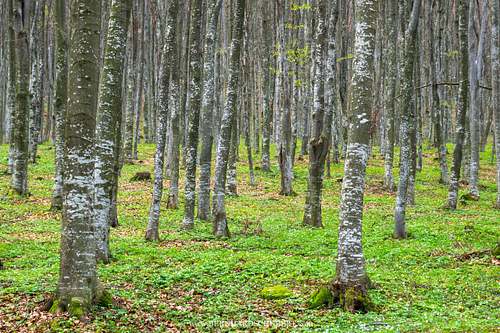 Waldstück