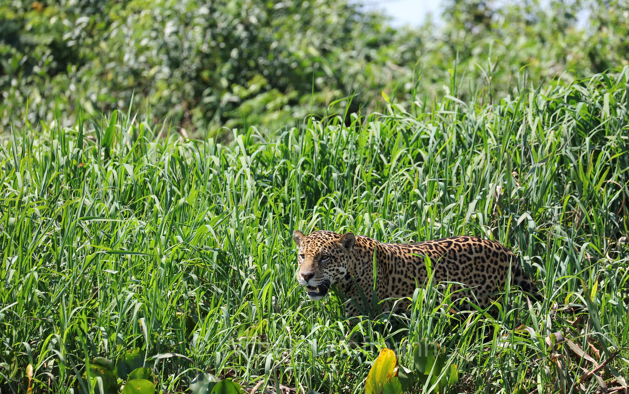 Jaguar, ﻿giaguaro, Panthera onca, Parque Estadual Encontro das Águas, Pantanal, Mato Grosso, Brazil, Brasil, Brasile, Brasilien
