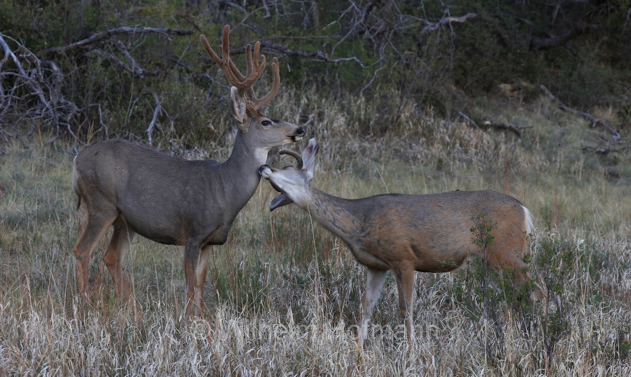 Odocoileus hemionus hemionus, Rocky Mountain Mule Deer, Rocky-Mountain-Maultierhirsch, cervo mulo delle Rocciose, Morefield Campground, Mesa Verde National Park, Mesa-Verde-Nationalpark, parco nazionale di Mesa Verde, Colorado, USA