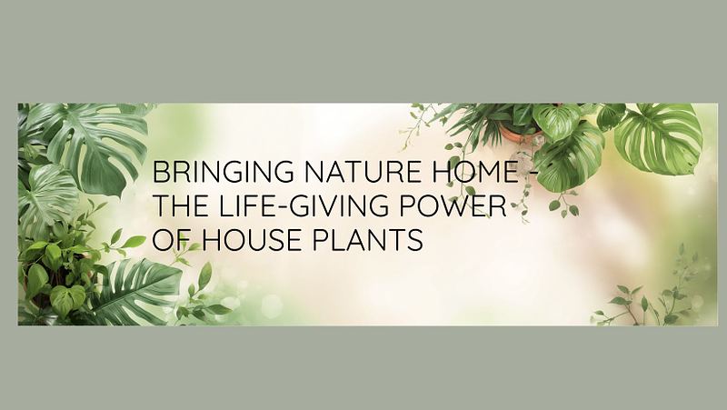 Bringing Nature Home: The Life-Giving Power of Houseplants