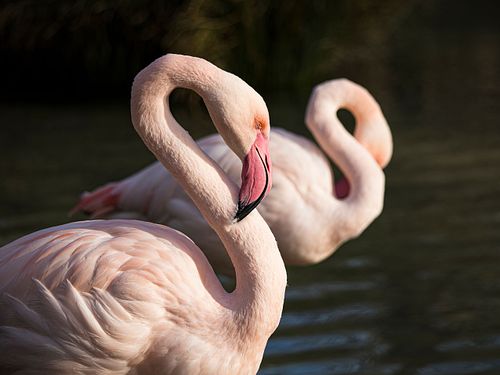 Im Tierpark Dählhölzli