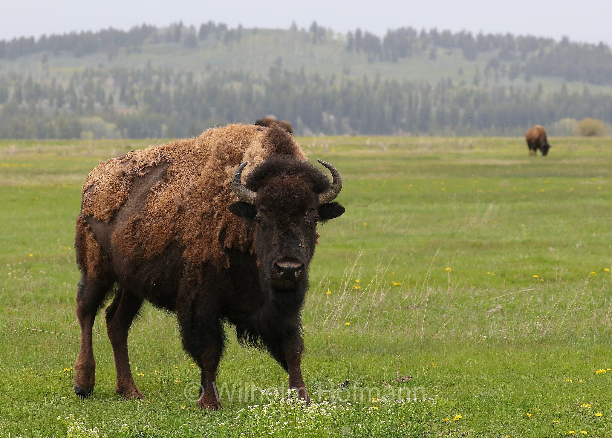 Plains bison, Präriebison, bisonte delle pianure, Bison bison bison, Elk Ranch Flats, Grand Teton National Park, Grand-Teton-Nationalpark, parco nazionale del Grand Teton, Wyoming, USA