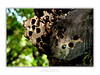 THE ONE - WILDLIFE & NATURE - "Still Home'' - LIMITED EDITION 4 of 5