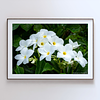 THE ONE - WILDLIFE & NATURE - "White Plumeria" - LIMITED EDITION 5 of 5