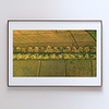 COLLECTION - FROM ABOVE HORIZONTAL - "Fields and Palms" - LIMITED EDITION 10 of 10