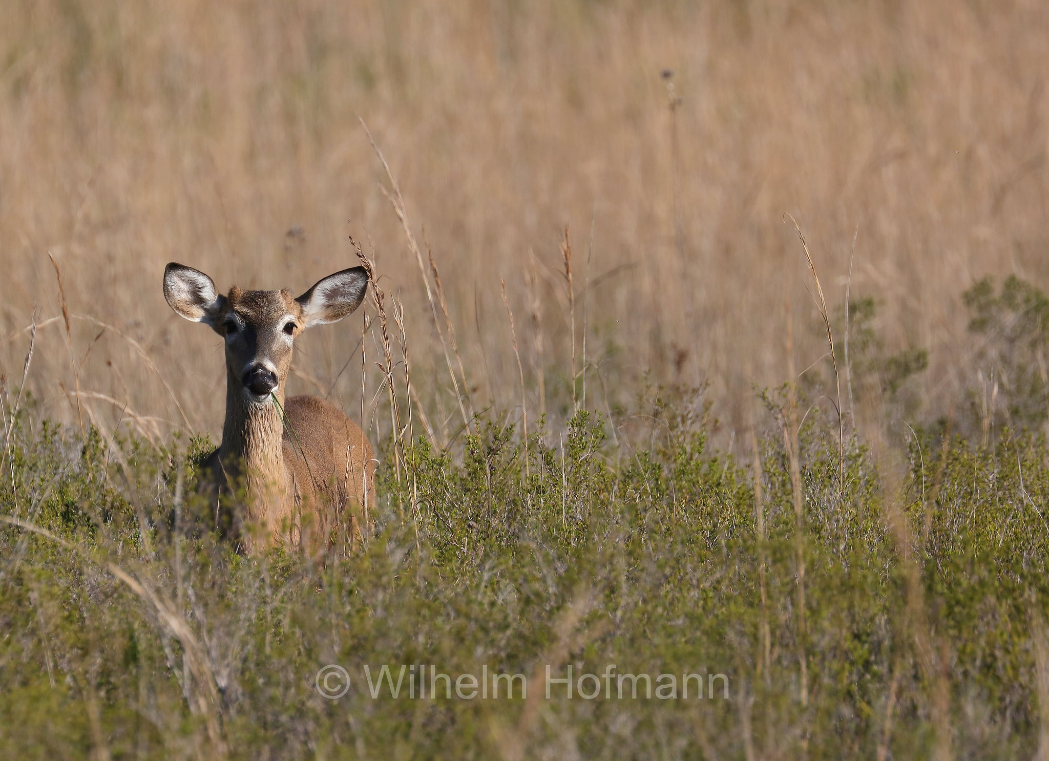 Odocoileus virginianus, white-tailed deer, whitetail, Virginia deer, Weißwedelhirsch, cervo dalla coda bianca, cervo della Virginia, Kissimmee Prairie Preserve State Park, Florida, USA