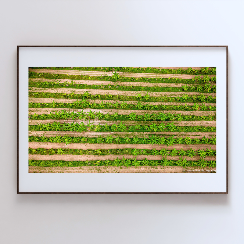 THE ONE - AERIAL PRINTS - "Grown More" - LIMITED EDITION 5 of 5