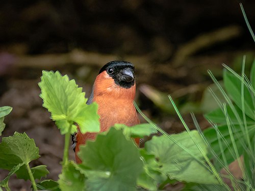 Why Finches Matter