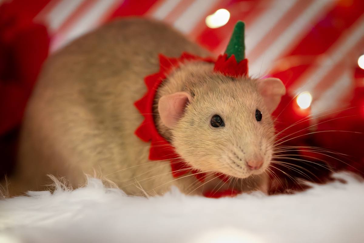 Pet rat wearing a Christmas hat and red collar at Christmas.