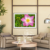 THE ONE - WILDLIFE & NATURE - "Lotus Crown" - LIMITED EDITION 5 of 5