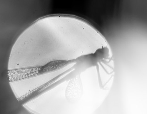 Insects Gallery