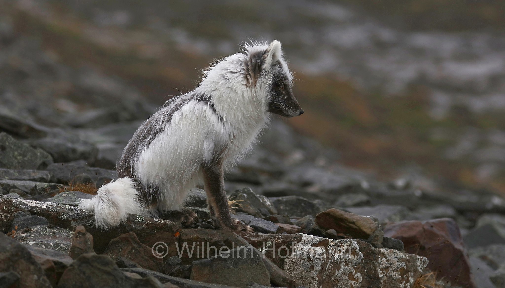 Vulpes lagopus, Alopex lagopus, Arctic fox, white fox, polar fox, snow fox, Polarfuchs, Schneefuchs, Eisfuchs, volpe artica, Björndalen Valley, Svalbard, Spitzbergen, Norway, Norwegen, Norvegia