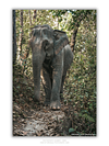 COLLECTION - GIANTS OF THE LAND VERTICAL - "One Step" - LIMITED EDITION 10 of 10