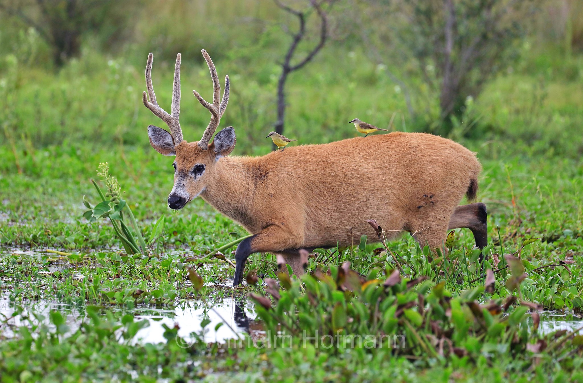 marsh deer, Sumpfhirsch, cervo delle paludi, Blastocerus dichotomus, Iberá Wetlands, Esteros del Iberá, Corrientes, Argentina, Argentinien
