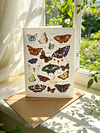 British Meadow Butterflies | Art Card | with Envelope