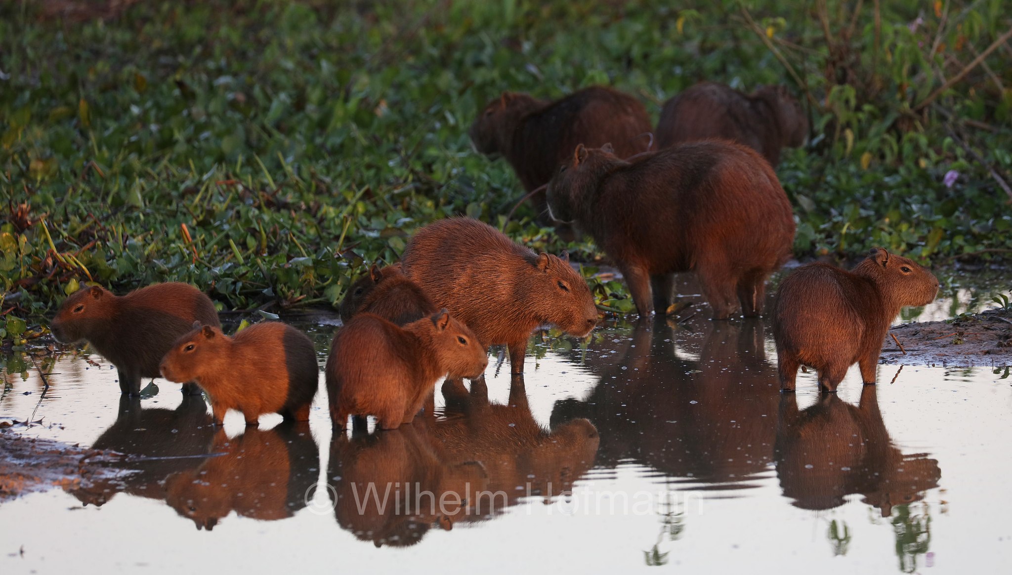 capybara, greater capybara, Wasserschwein, capibara, idrochéro, capivara, chigüire, nutriae, quiuit, chigüiro, fercho, carpincho, ronsoco, Hydrochoerus hydrochaeris, Pantanal, Mato Grosso, Brazil, Brasil, Brasile, Brasilien