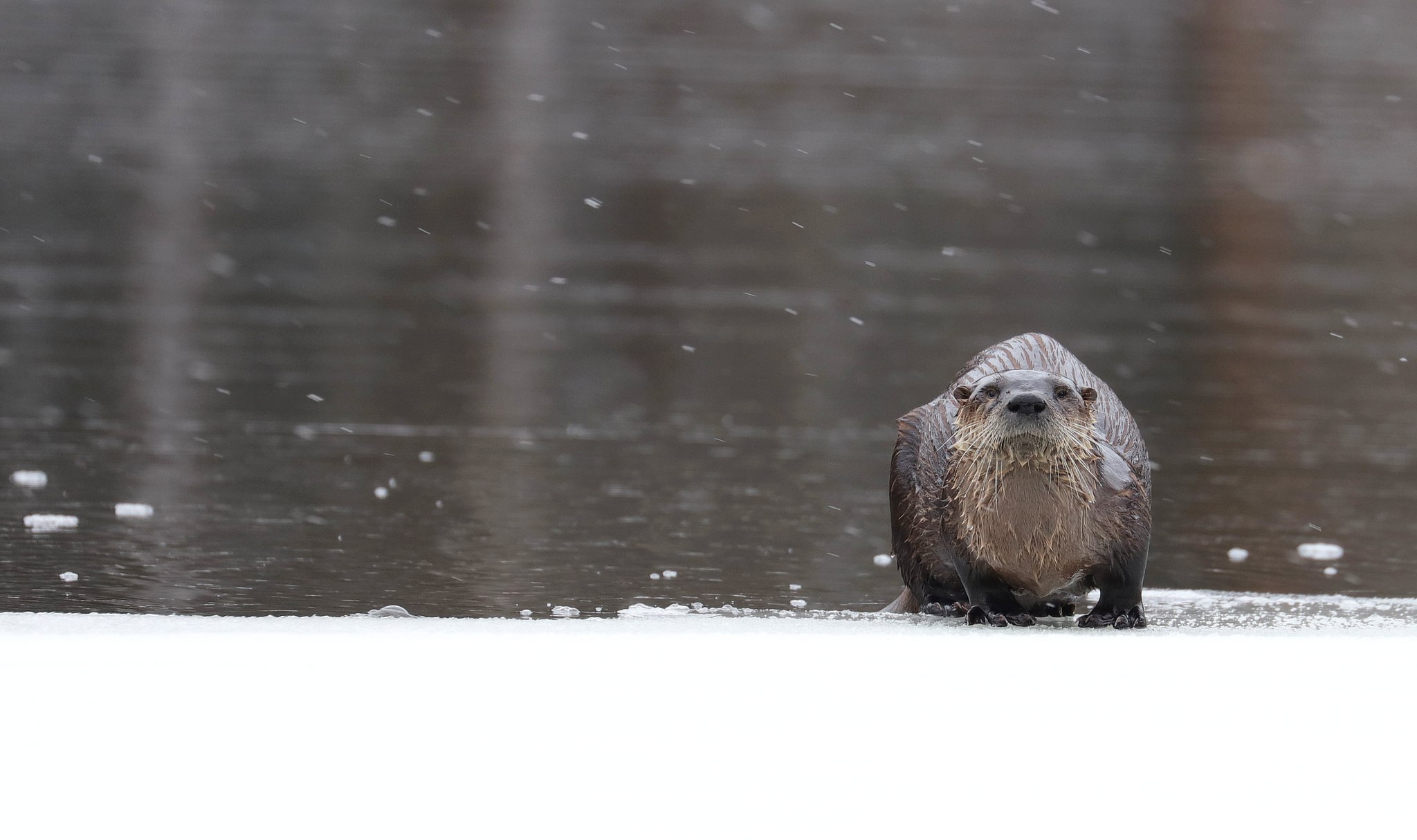 Lontra canadensis, North American river otter, northern river otter, river otter, Nordamerikanische Fischotter, lontra canadese, Tanamakoon Lake, Algonquin Provincial Park, Parco provinciale di Algonquin, Ontario, Canada, Kanada