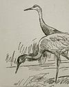Sandhill Crane Study