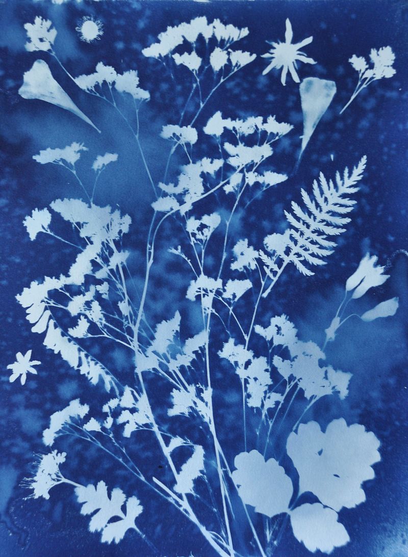 Cyanotypes