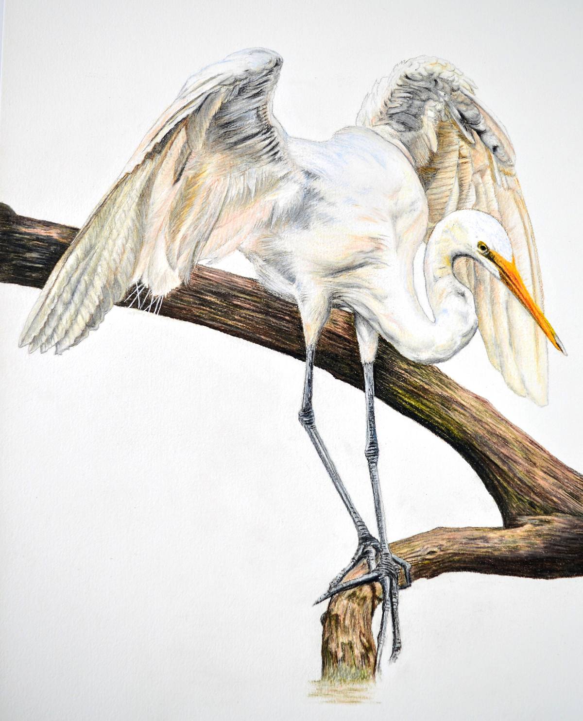 Poise, coloured pencil fine art drawing of a great egret balanced for fishing on a large brown log or fallen tree on a white background