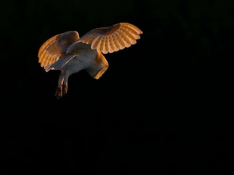 Sunset Barn Owl