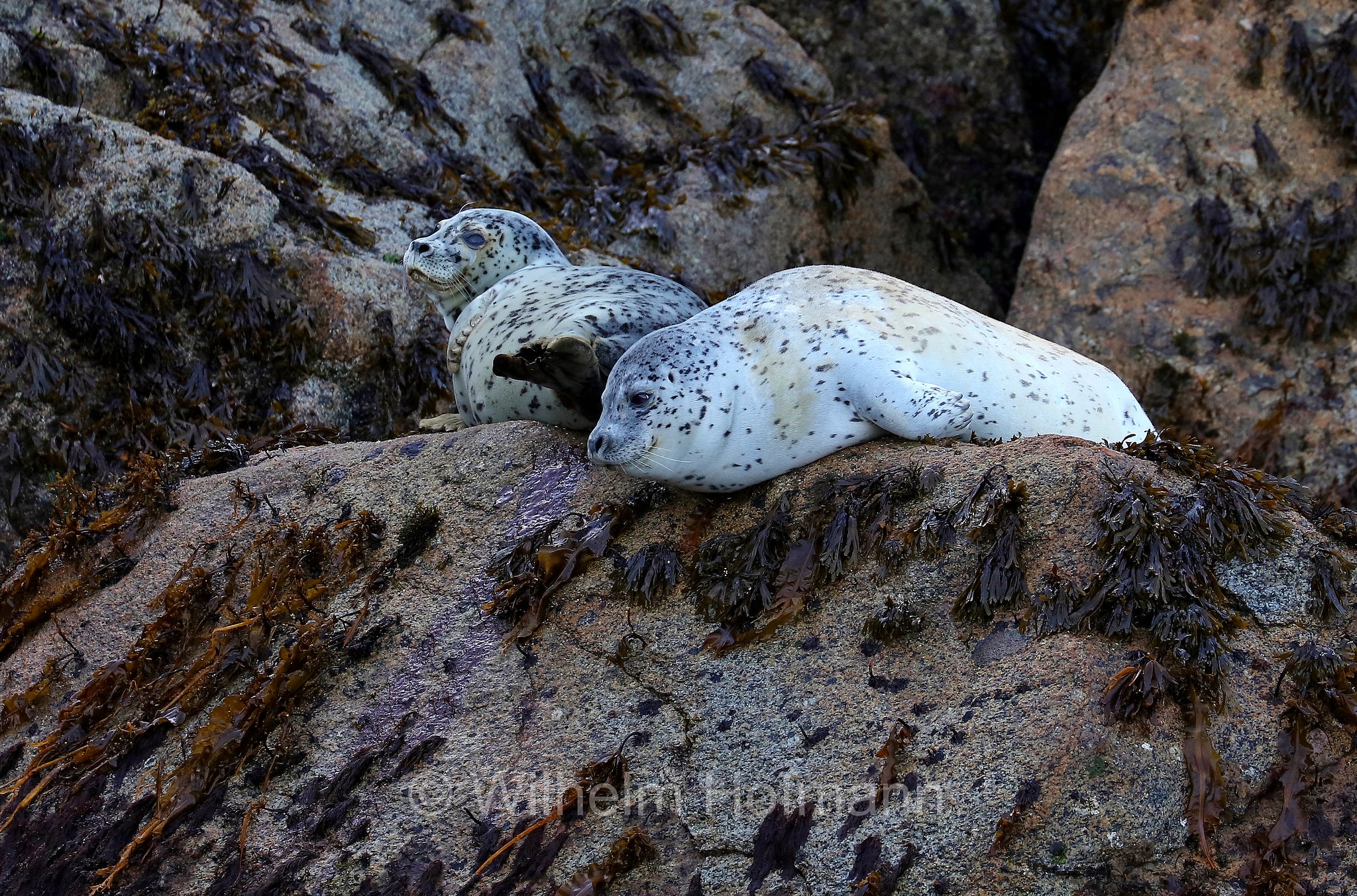 Phoca vitulina, harbor seal, harbour seal, common seal, Seehund, foca comune, Kenai Fjords National Park, Kenai-Fjords-Nationalpark, Parco nazionale dei Fiordi di Kenai, Alaska, USA
